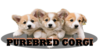 Purebred Corgi